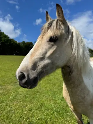 Part bred Welsh