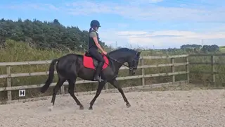Beautiful 5yo mare