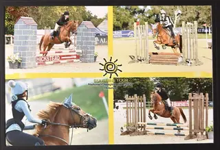 Handsome Chestnut gelding 