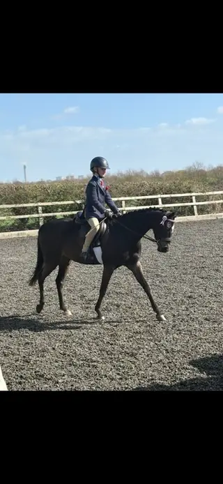 British riding pony/ show pony/ pony club