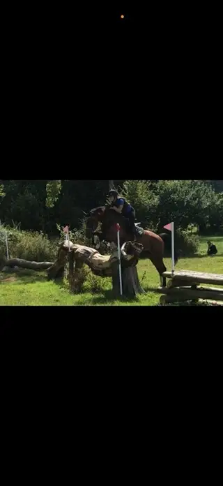 16.2hh Zangersheide Mare by Cassini | 2012 | Bay