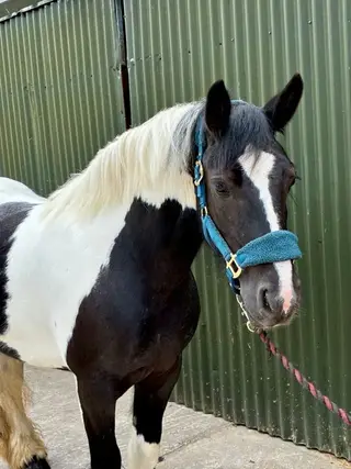 Ride & Drive mare