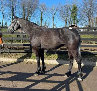 Class 1 Irish Draught mare 