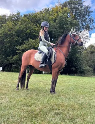 12.3/13h Welsh X bay 10 yr old Gelding 