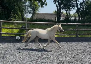 Pretty Mare 
