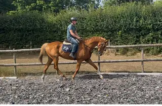 ✨ Eye catching ginger ninja, gelding, 16.2hh 7yr ✨
