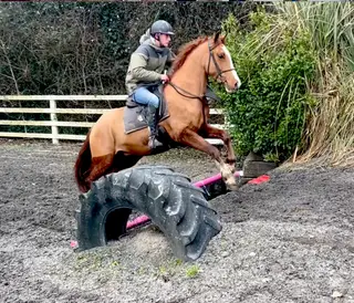 Blaze, Irish Gelding 15hh 4 yrs - reduced