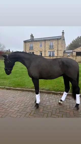 Lovely young gelding with a definite future in dressage