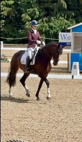 Exciting Young Dressage Horse by Jameson