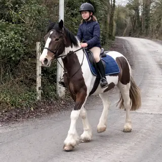 "DEANAGH" Cob mare 5 yrs old 15hh