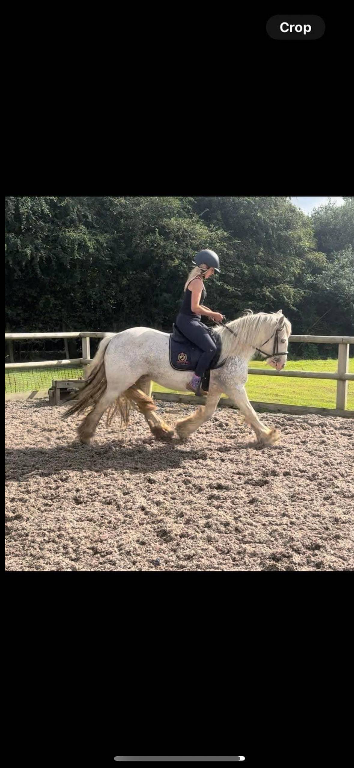 Horse for Sale Approx 13hh 7 year old cob mare for sale