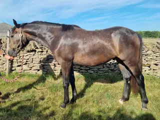 2024 Sports Horse Gelding (ID/TB)