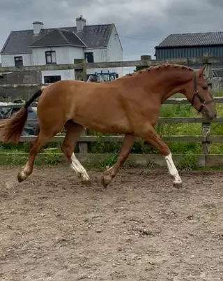 3 year old ID HW hunter