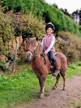 Teddy - Shetland Pony