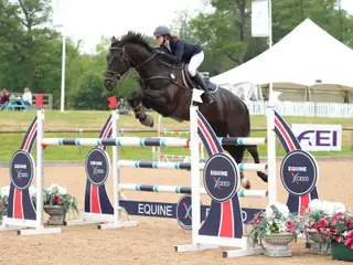 Horse of a Lifetime for Sale! 