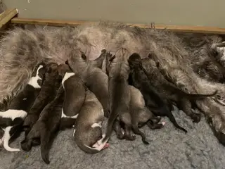 Bedlington Whippet X Whippet - puppies for sale