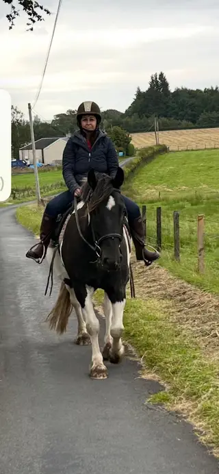 Piebald Cob – Genuine Schoolmaster Type