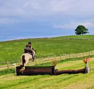Beautiful, talented & kind dun & white mare