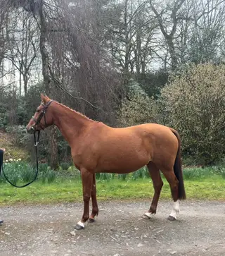 Elegant 15h Competition Mare