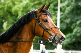 Super smart showjumper / event / dressage prospect  