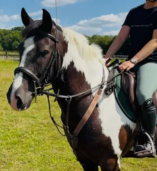 FANTASTIC SAFE STEADY ALLROUNDER/FIRST RIDDEN/ CONFIDENCE GIVER!