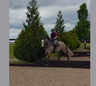 Champion In-Hand 14.2hh Connemara Project Gelding