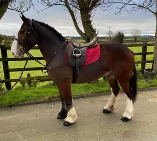 If Carlsberg Made Cobs- Danny Dyer