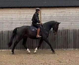 Prince - Great hunting potential / all rounder type