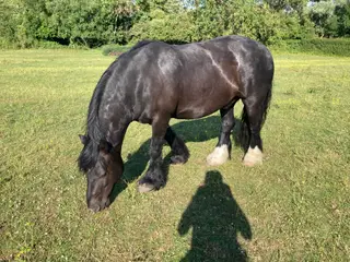 13.1hh Black Cob Gelding