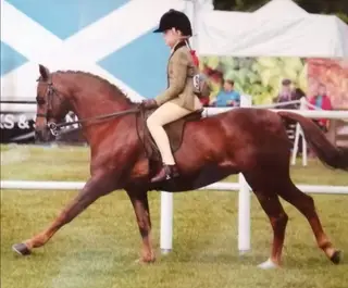 Ultimate Schoolmaster- Proven Champion & Child’s Best Friend