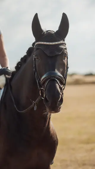 Smart Dressage Gelding