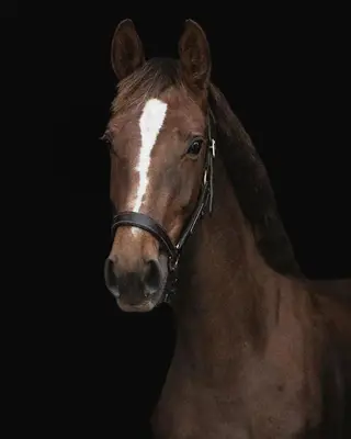 Lovely 4YO by Big Star x Ahorn