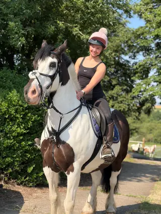 Registered part bred welsh