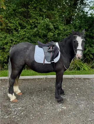 Super Genuine First Pony