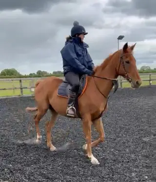 Chestnut Thoroughbred 