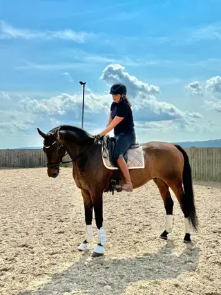 Dressage school master 