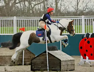 Wonderful all rounder pony for sale 