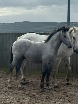 Connemara foals 