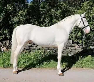 Cremello stallion