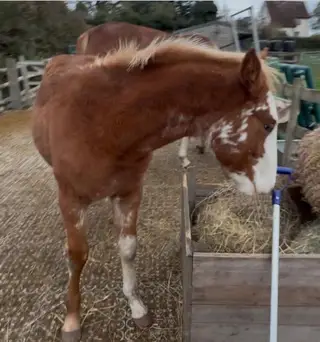 Pretty Broodmare/bring back into work