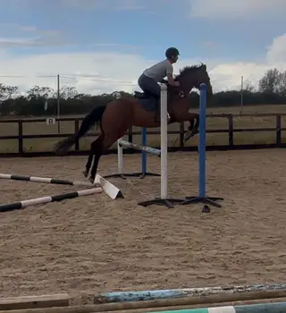 15.2/3hh bay gelding, 8yo all-rounder