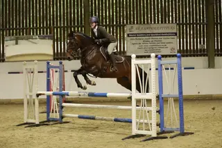 Fun and safe competition horse on a budget