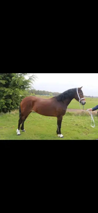 Beautifully bred Welsh D mare 