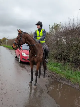 Sky - Pretty bay Mare
