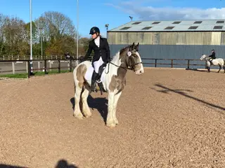 Super sweet gelding, the ultimate all rounder.