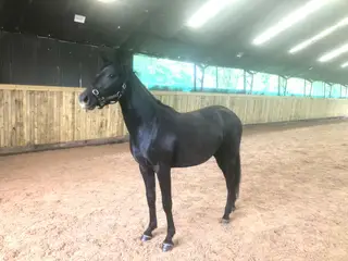 Beautiful connemara irish sport horse X