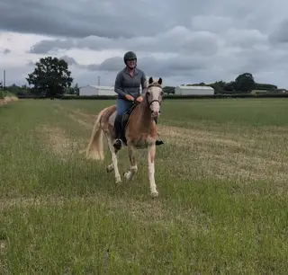 Haflinger cross 14.2hh gelding 