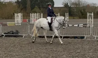 Fantastic 15hh rising 6yr connemara mare