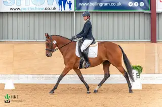 16.1hh 9yo TB Mare Allrounder