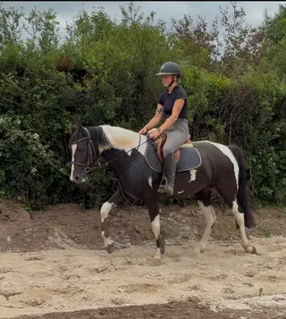 Beautiful coloured mare